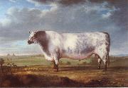 Thomas Alder A Prize Bull oil painting picture wholesale